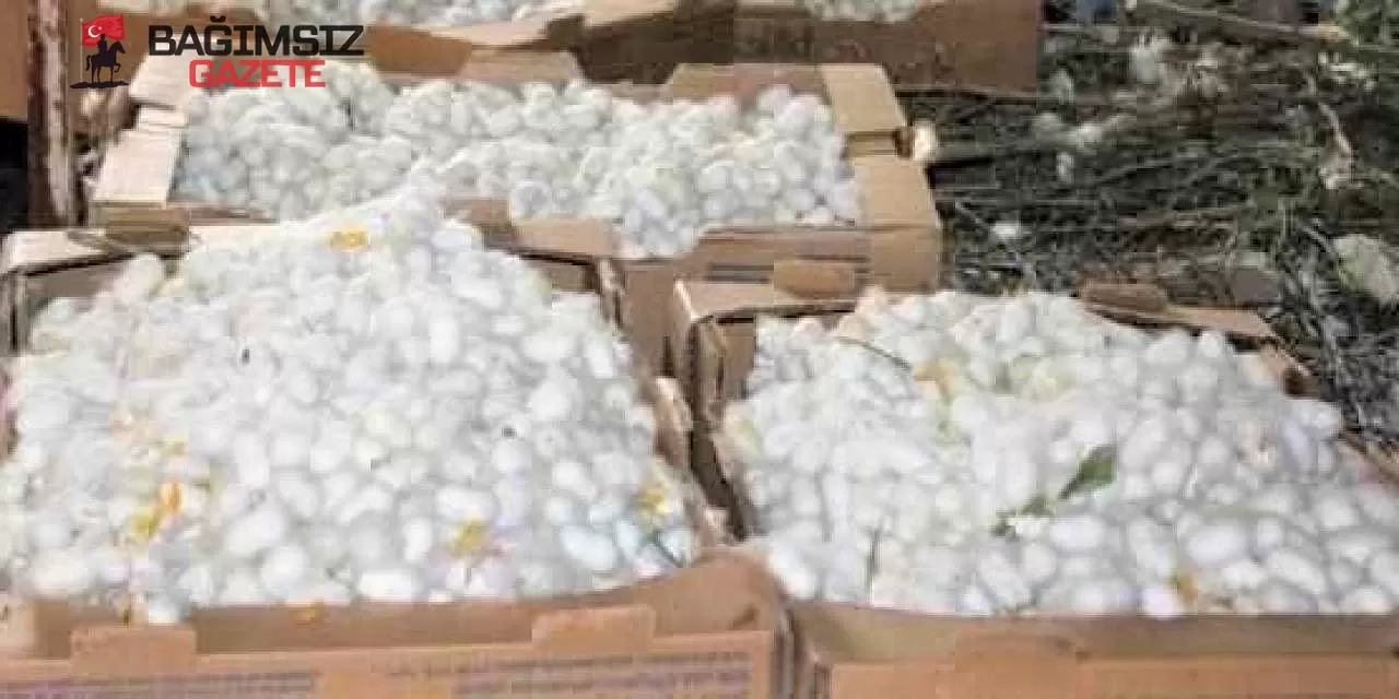 İpek Böceği Kozası Kilo Fiyatı 2025: İpek Böceği Kozası Nasıl Satılır?