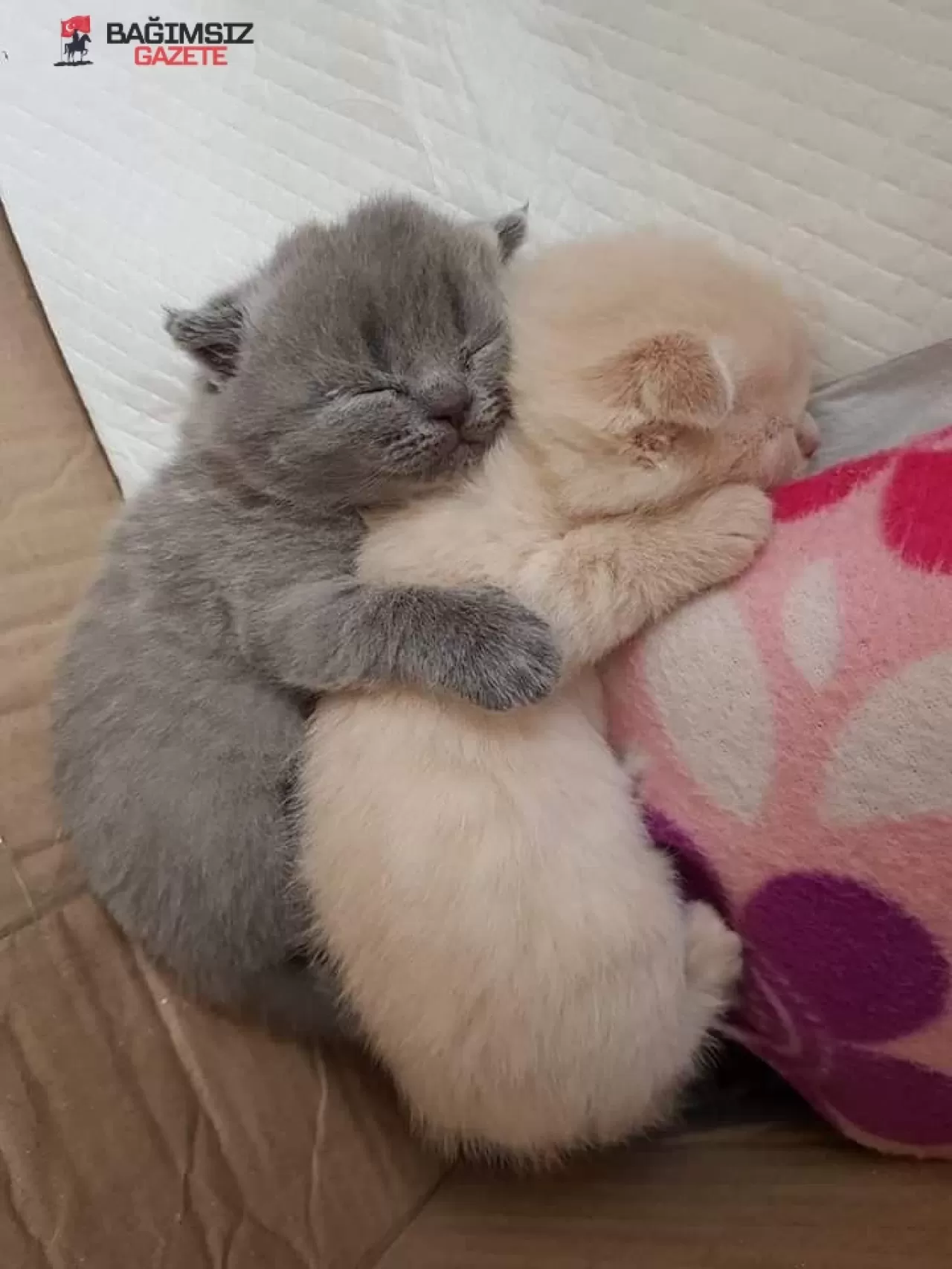 Sevimli Kediniz İçin En Yaratıcı İsimler: Kedi İsimleri Dünyasına Yolculuk
