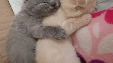Sevimli Kediniz İçin En Yaratıcı İsimler: Kedi İsimleri Dünyasına Yolculuk