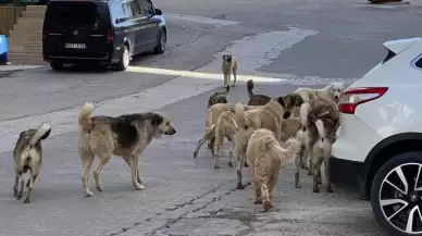 Sokak hayvanları için 51 ilde yeni doğal yaşam alanı