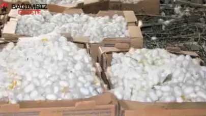 İpek Böceği Kozası Kilo Fiyatı 2025: İpek Böceği Kozası Nasıl Satılır?