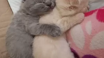 Sevimli Kediniz İçin En Yaratıcı İsimler: Kedi İsimleri Dünyasına Yolculuk
