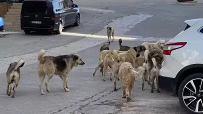 Sokak hayvanları için 51 ilde yeni doğal yaşam alanı