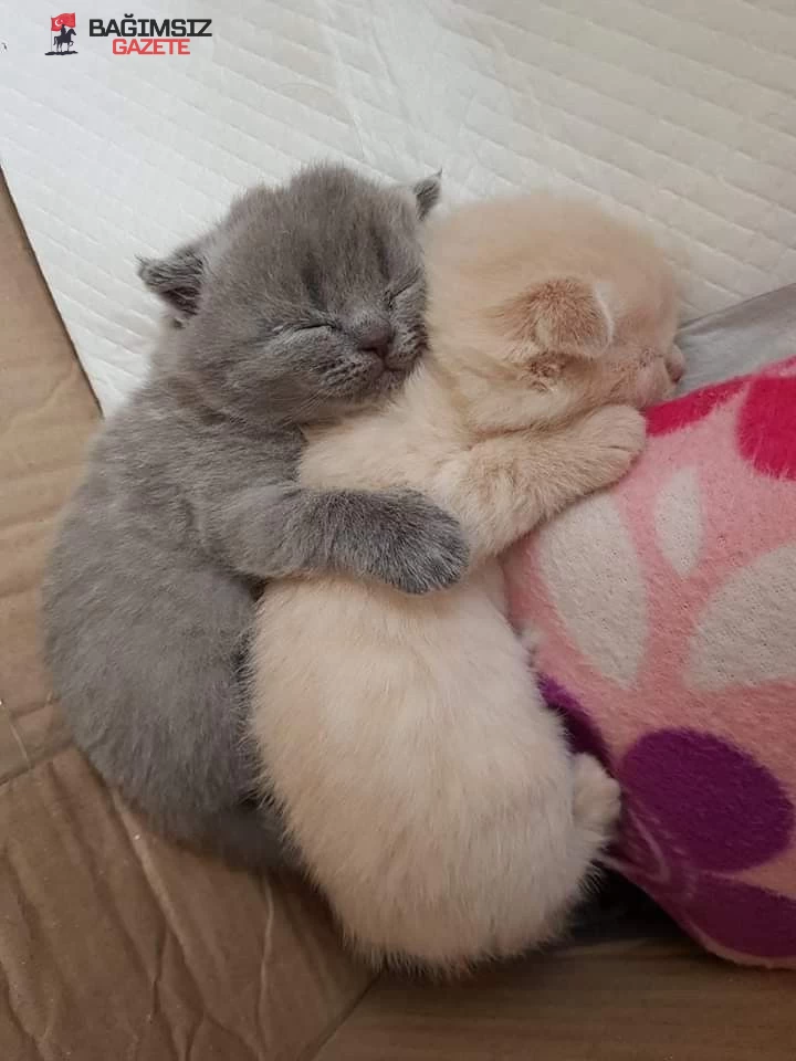 Sevimli Kediniz İçin En Yaratıcı İsimler: Kedi İsimleri Dünyasına Yolculuk