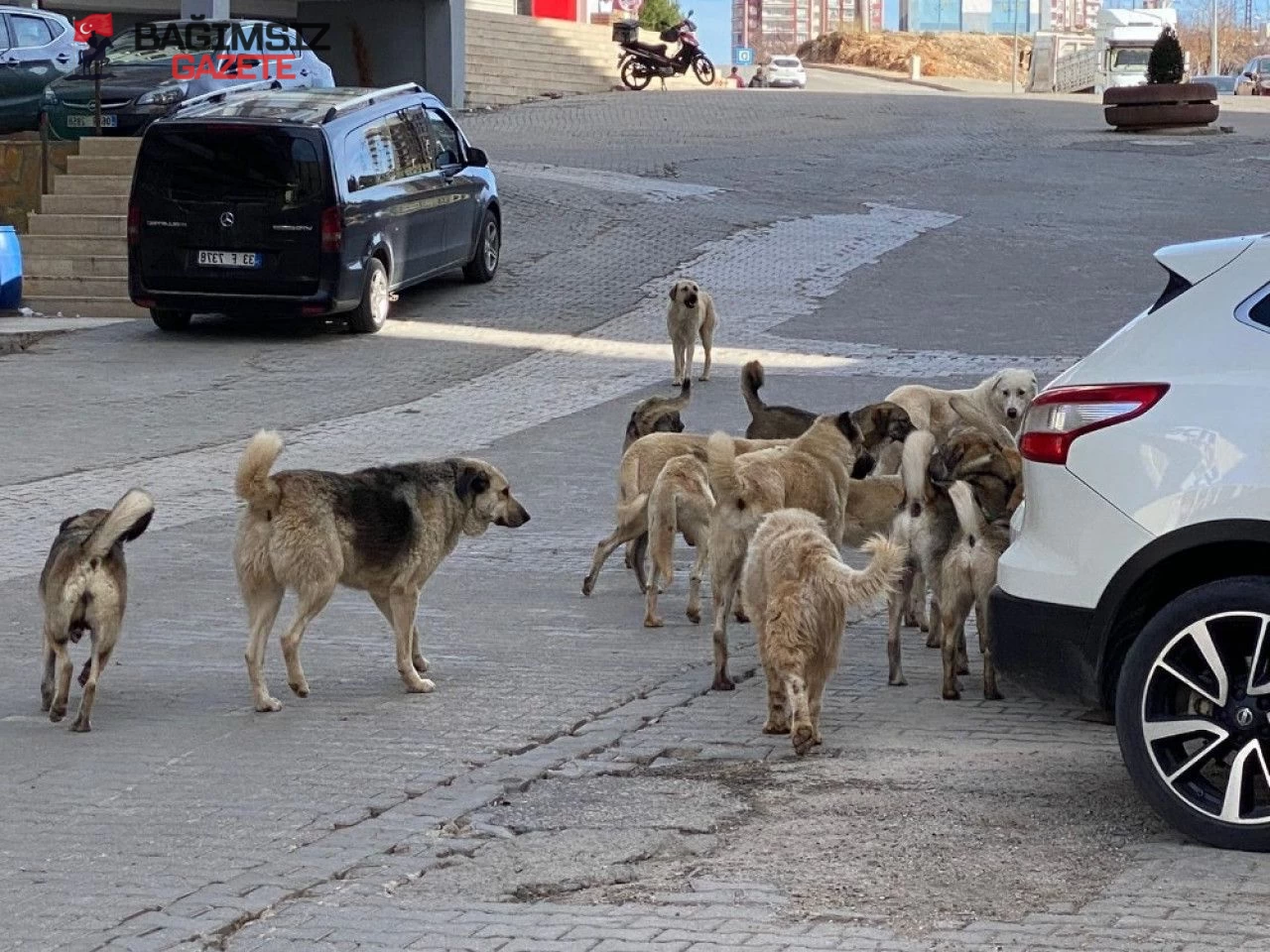 Sokak hayvanları için 51 ilde yeni doğal yaşam alanı